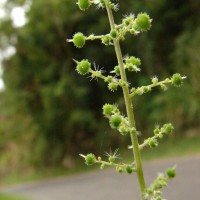 Acalypha paniculata Miq.